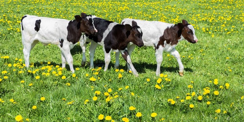 Fosfaatrechten komen toe aan opfokker