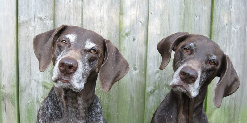 Jachtkosten niet zakelijk