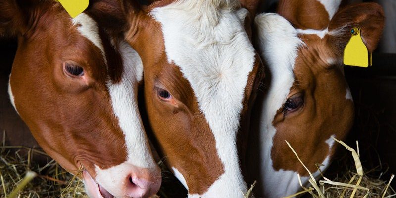 Herziening omzetbelasting opfokkosten