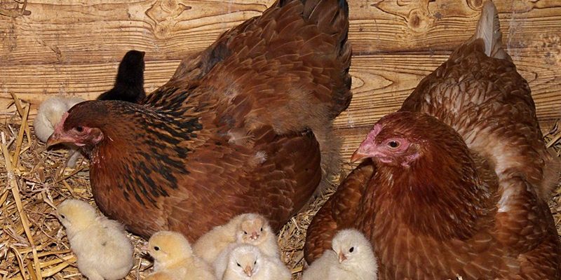 Landbouwnormen 2019 gepubliceerd